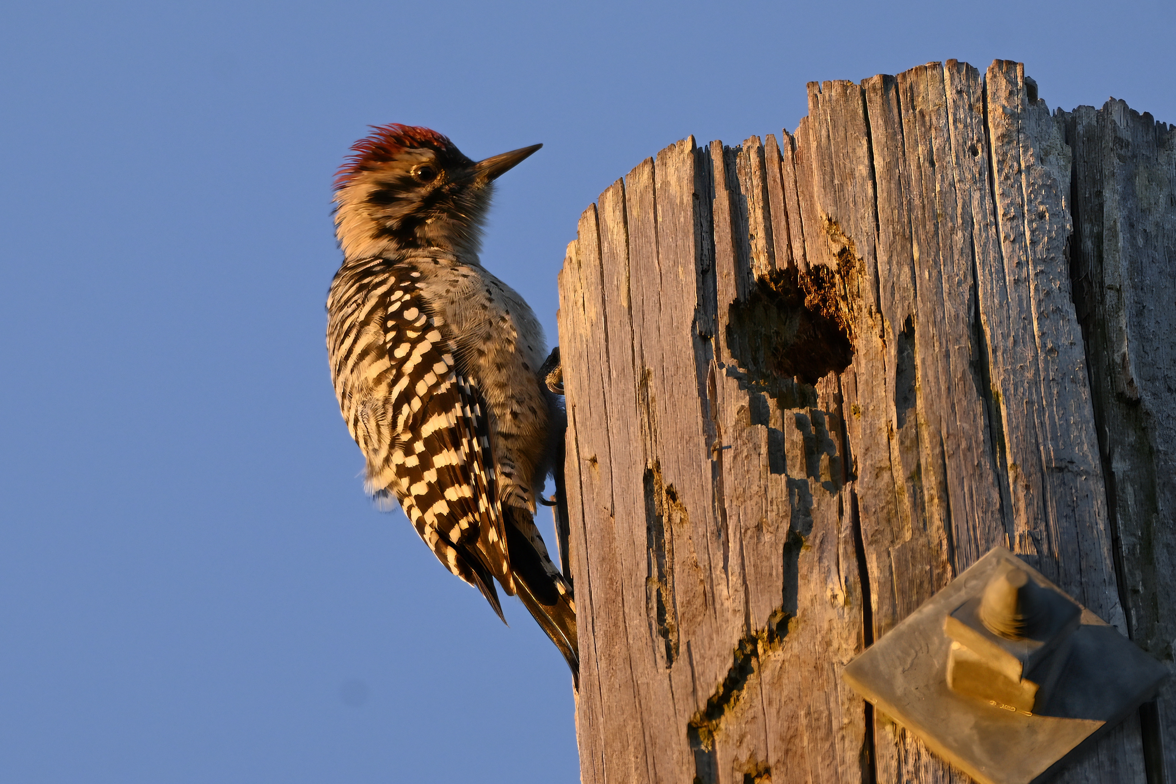 Ladder-backed Woodpecker in the Texas Hill Country
